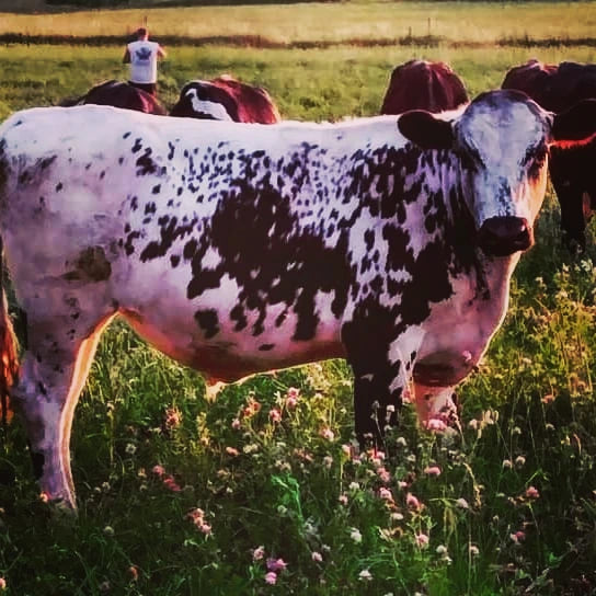 MAK is grazing in this photo during the summer of 2021. He was purchased by a family looking for a clean-fed, grass-finished, hormone implant-free beef, no pesticides or GMO's. They were very pleased with quality of this grass finished beef. 