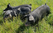 Load image into Gallery viewer, Half Hog Box